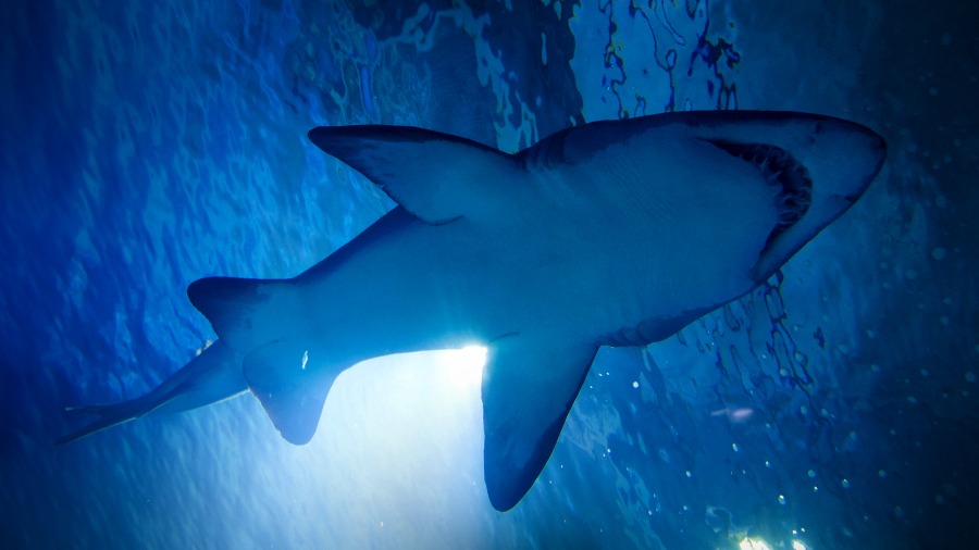 Shark Terror: The Real Jaws - REELZChannel